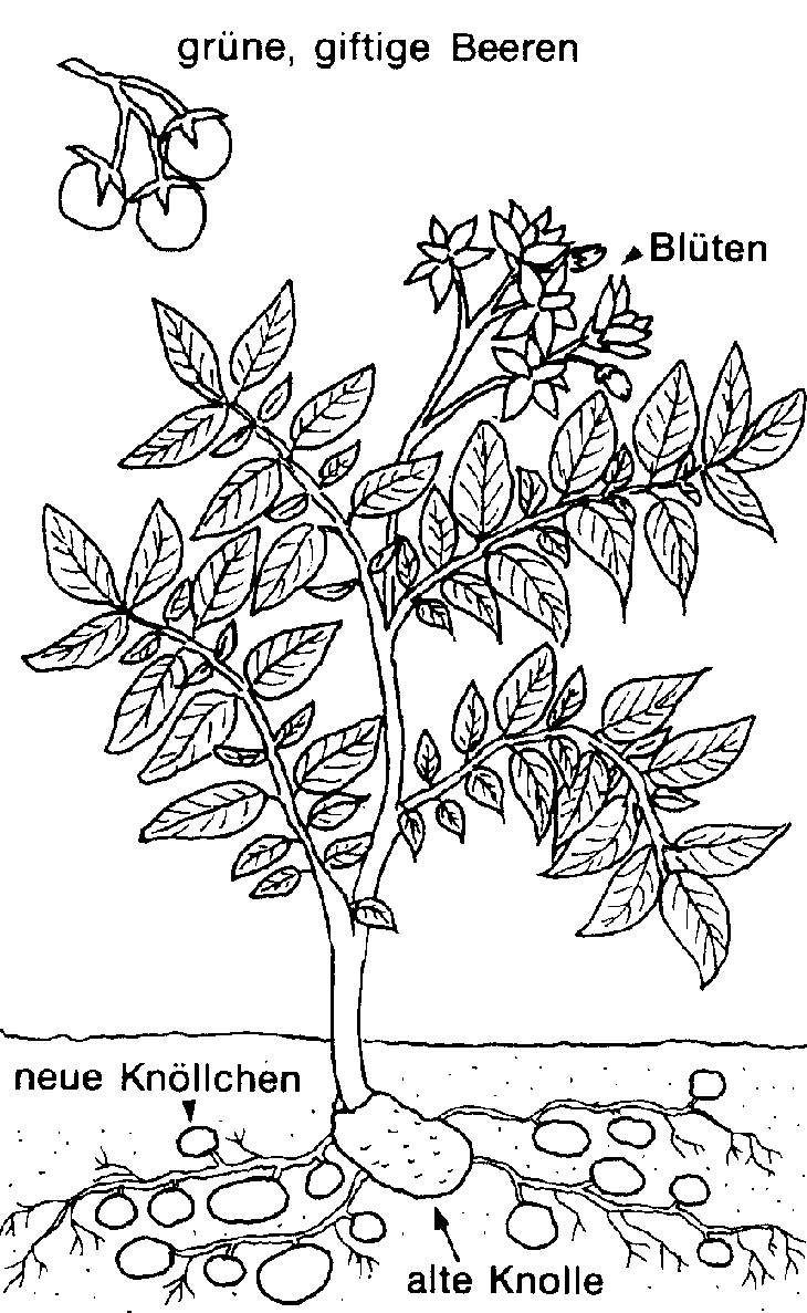 botanik_der_kartoffelpflanze