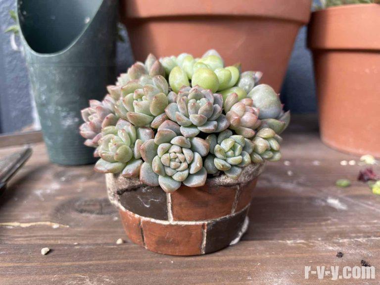多肉植物寄植えがバラバラに!固まる土「ネルソル」で仕立て直す!ネルソルの使い方! Mrs.Succulent