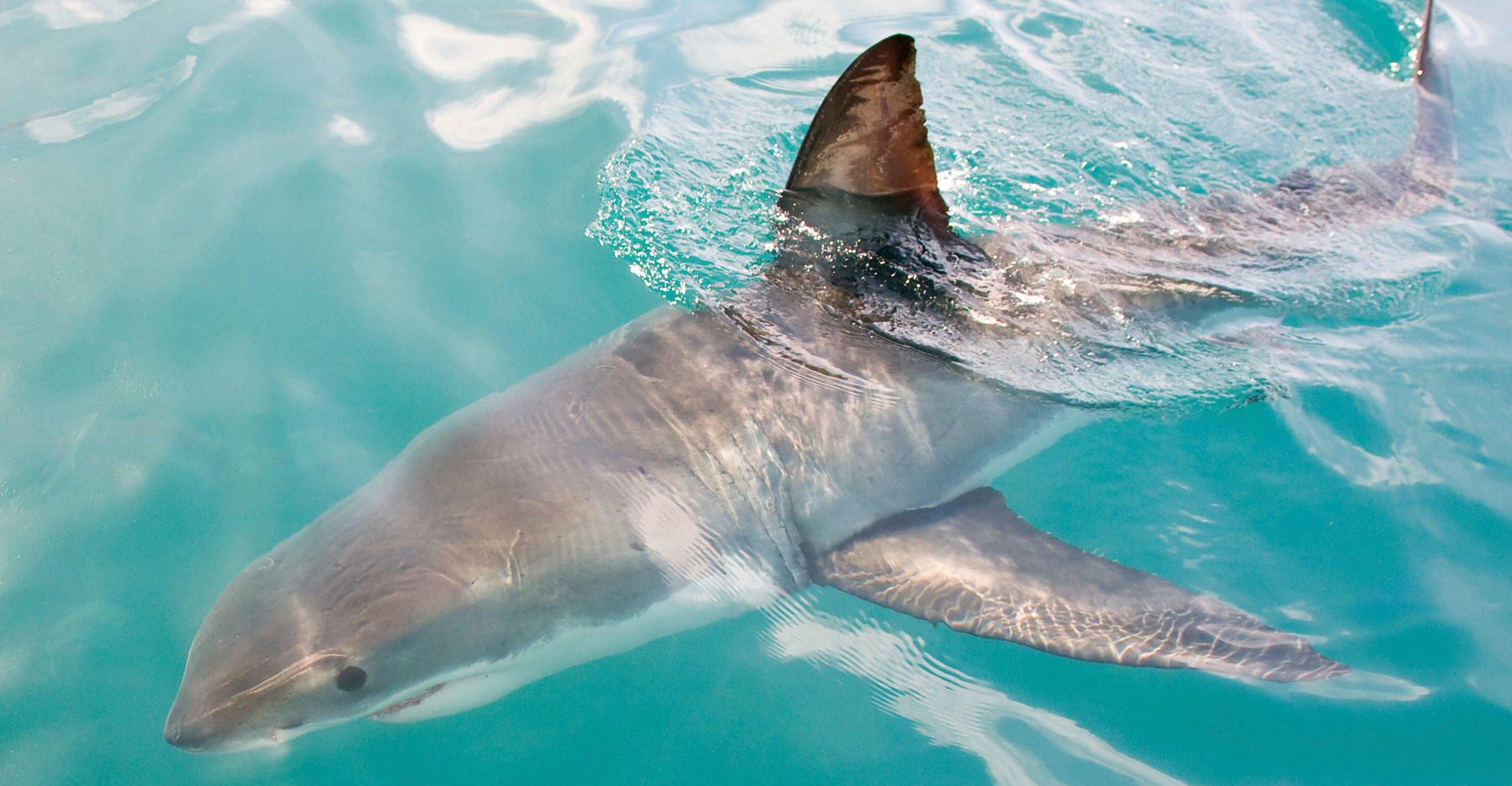New York State Prosecutes First Shark Fin Traffickers Shark Week