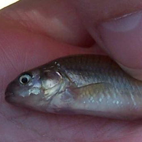 Fathead Minnows Lake Soil & Water Conservation District