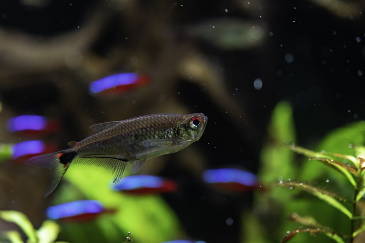 √ダウンロード 熱帯魚 小さい 346577熱帯魚 小さいフグ pituluongjosjp