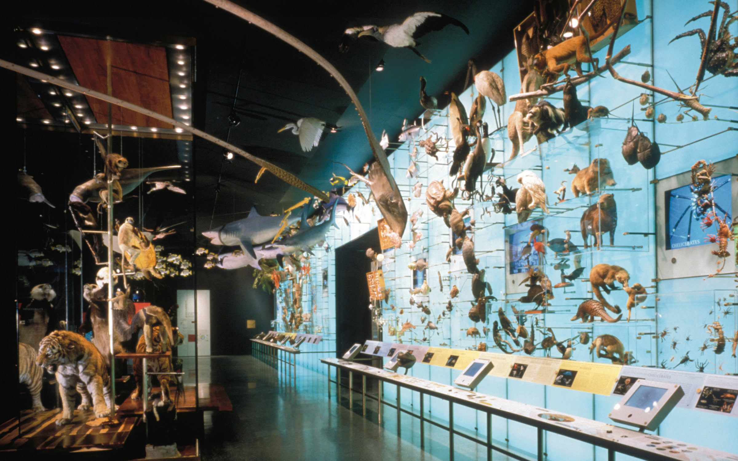 Hall of Biodiversity, American Museum of Natural History Ralph