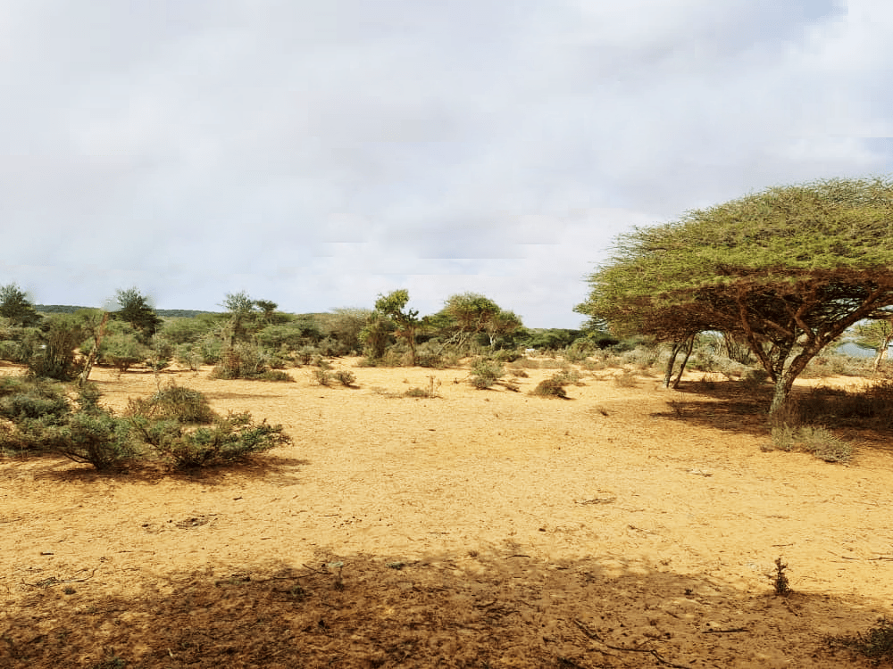 DHULAL IIB AH Dhulal Maalgashi Mogadishu, Somalia Raasimaal Real Estate