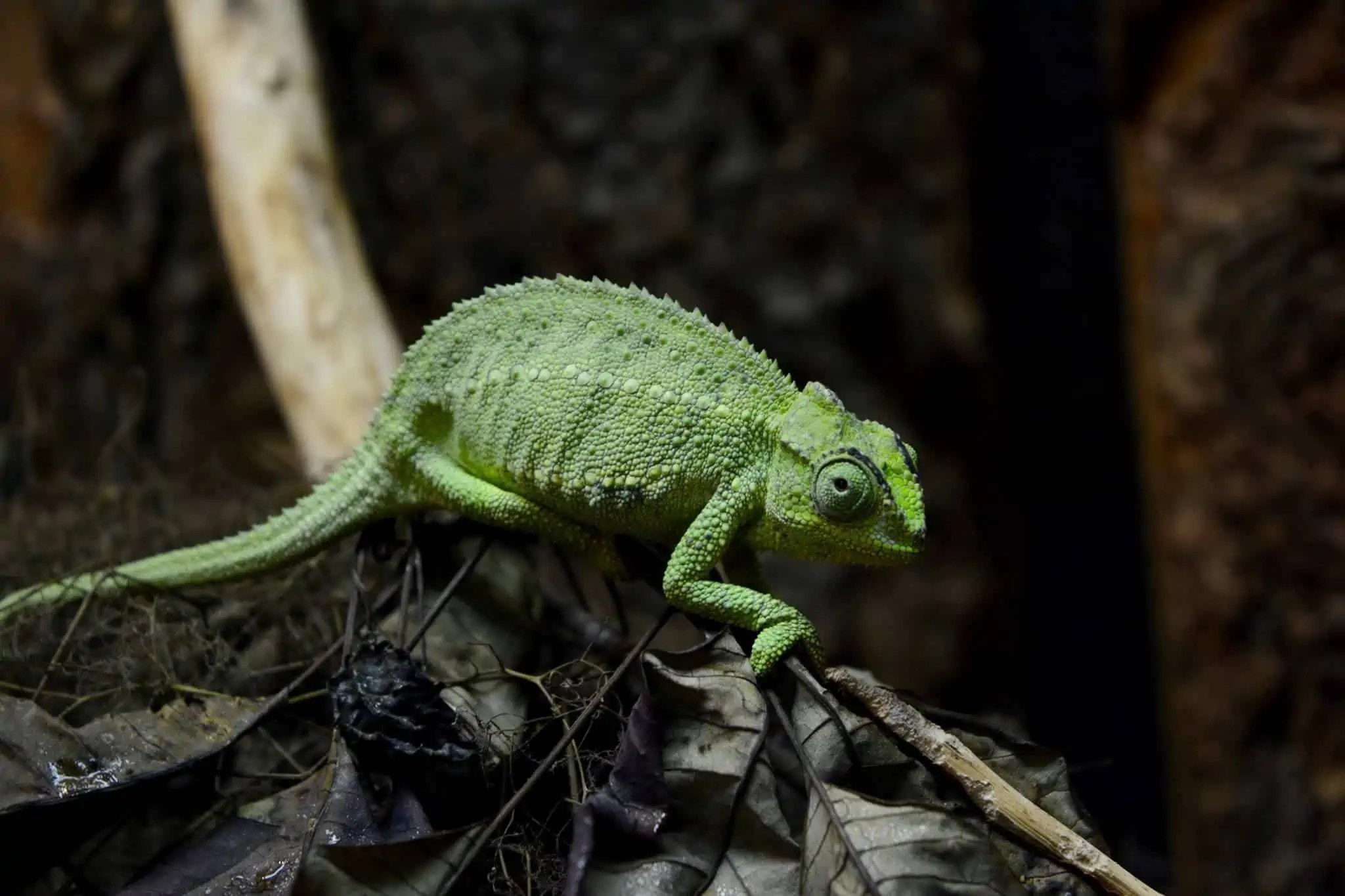 Exotarium Ferme de Reptiles