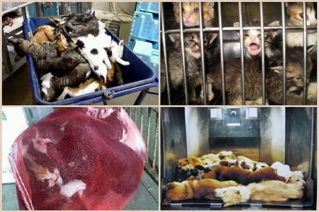 日本では9分に1匹のペースで犬猫の殺処分が行われている
