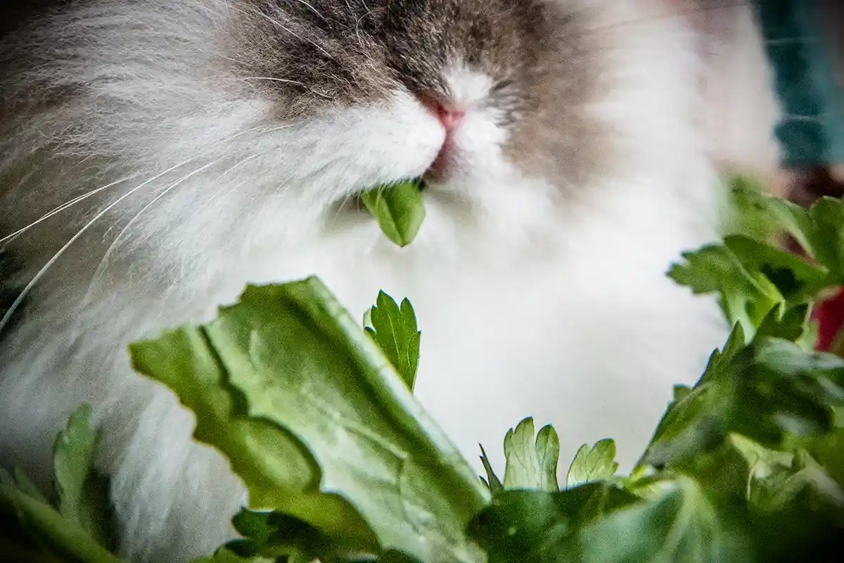 Best Vegetables for Rabbits: A Healthy Diet Guide - Rabbit.org