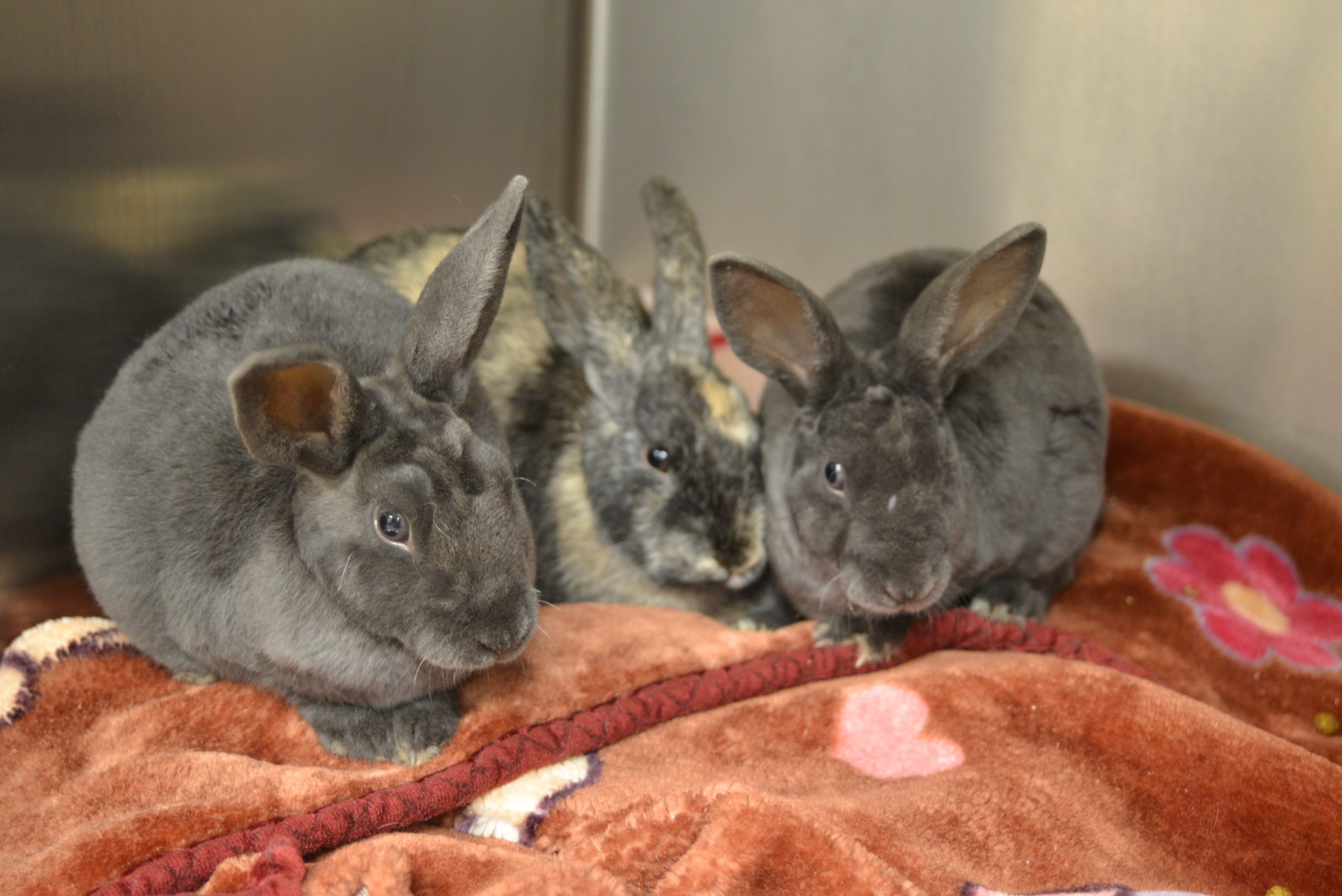 Rabbitats Vet List Rabbitats