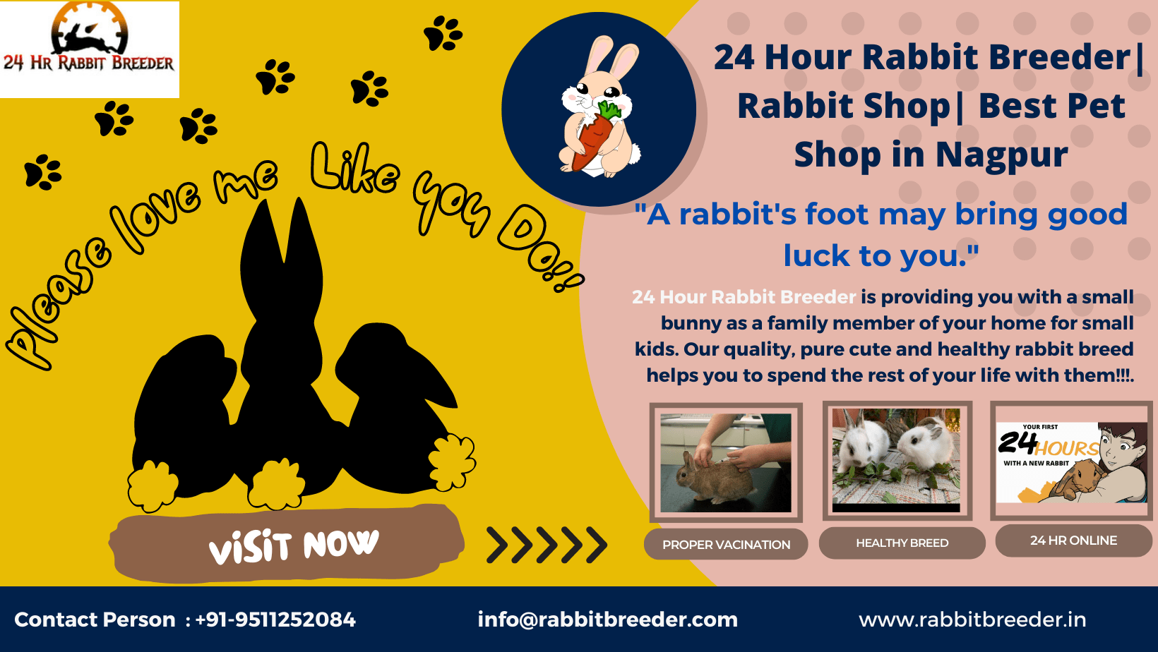 Buy rabbit online near me Rabbit Shop 24 Hour Rabbit Breeder