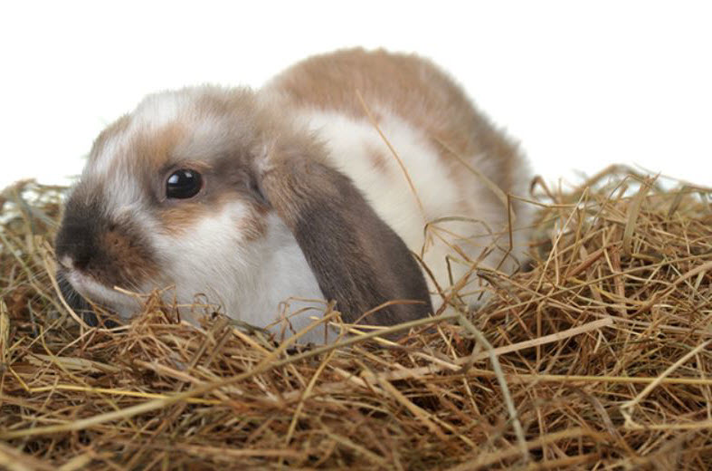 Best Rabbit Bedding Adopt a Rabbit