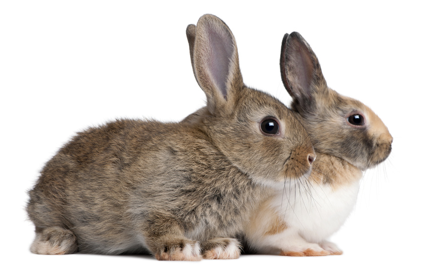 Raising Rabbits for Meat