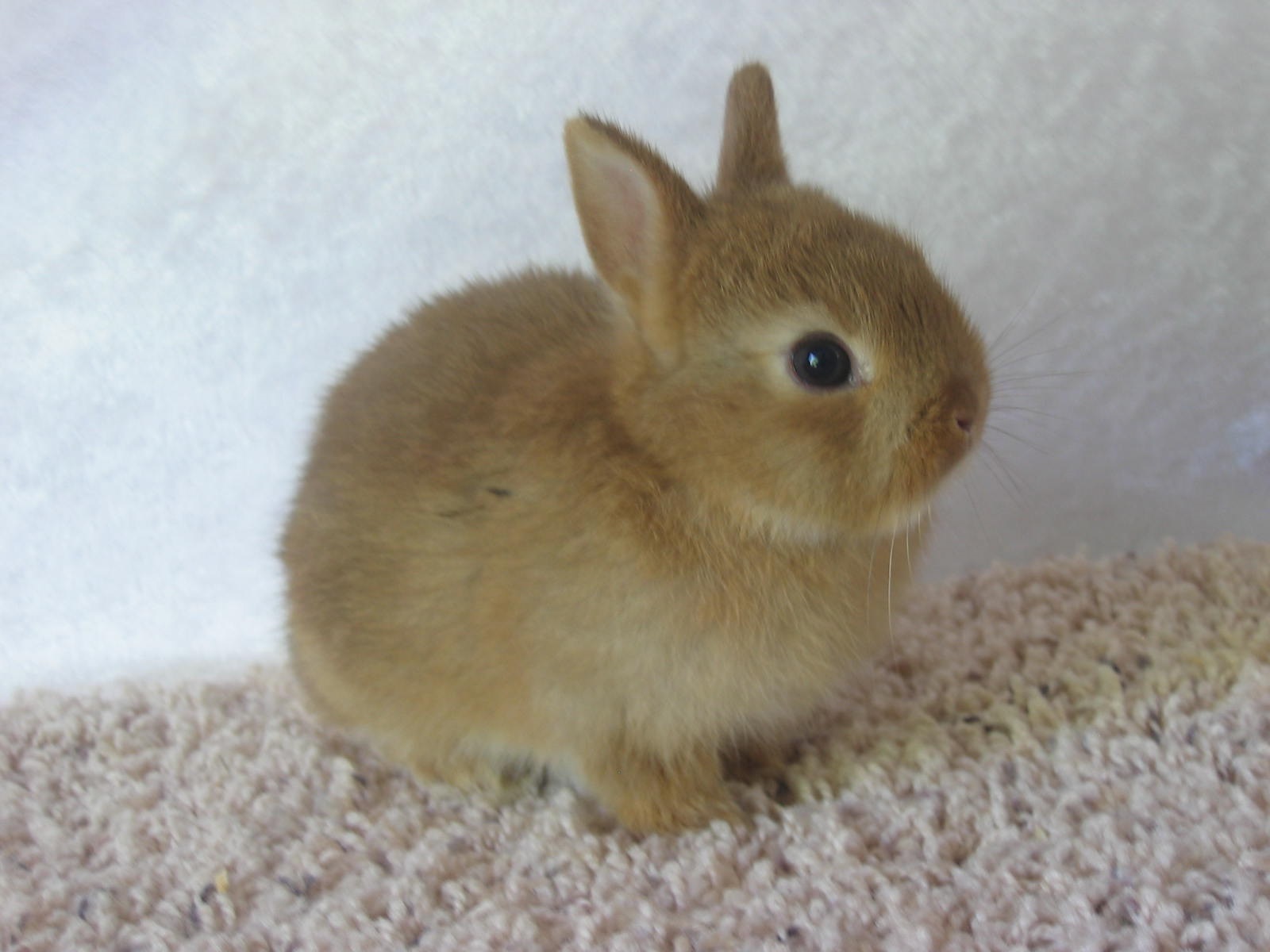 Baby Netherland Dwarf Cinnamon (chocolate chestnut) USA