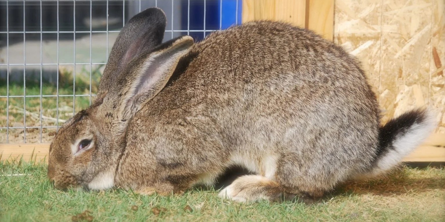 Flemish Giant Rabbits For Sale in the USA Price and List of Breeders