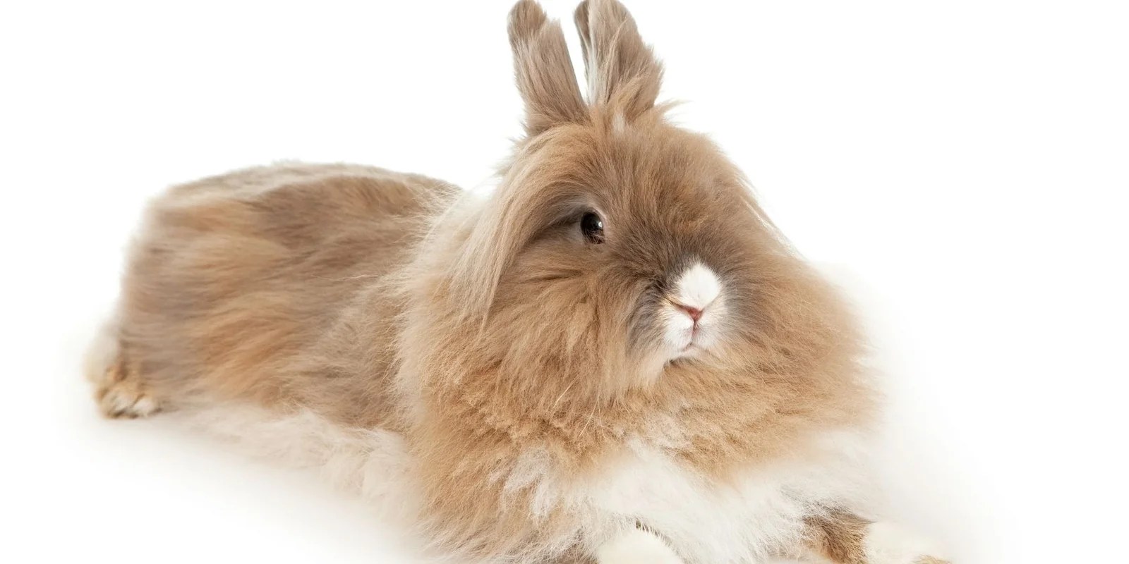 Lionhead Rabbits For Sale US Popular Breeders Rabbit Care Basics