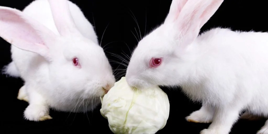 Can Rabbits Have Cabbage? A Guide to Feeding Your Bunny Rabbit Care