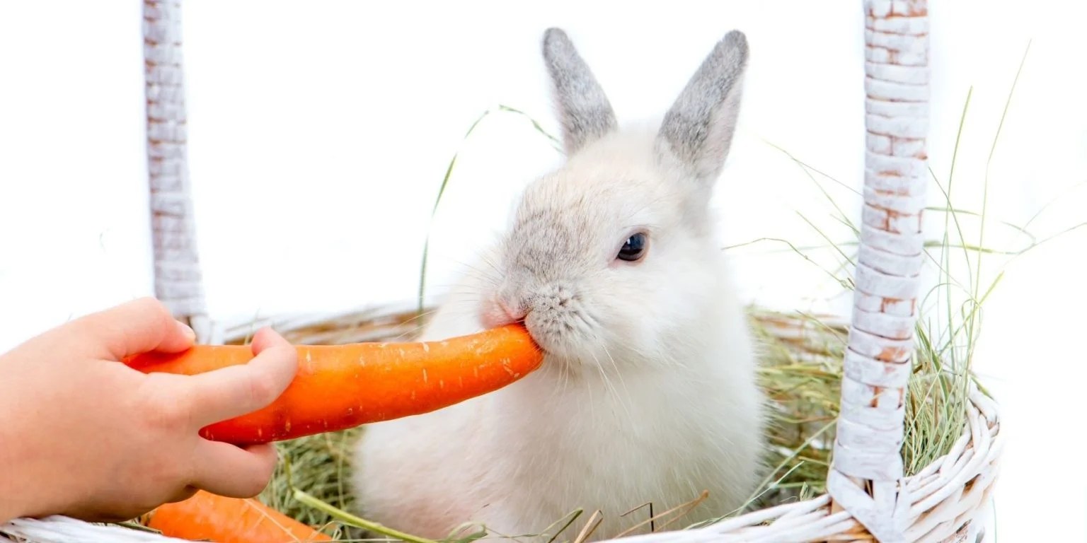 Can Rabbits Eat Carrots? 5 Things To Know Rabbit Care Basics