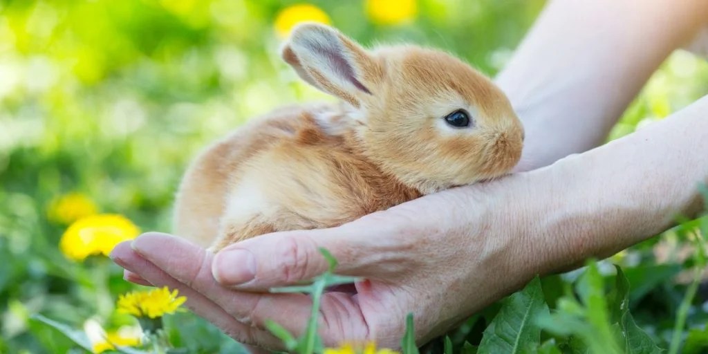 How To Bond With Your Rabbit 8 Easy To Follow Tips Rabbit Care Basics