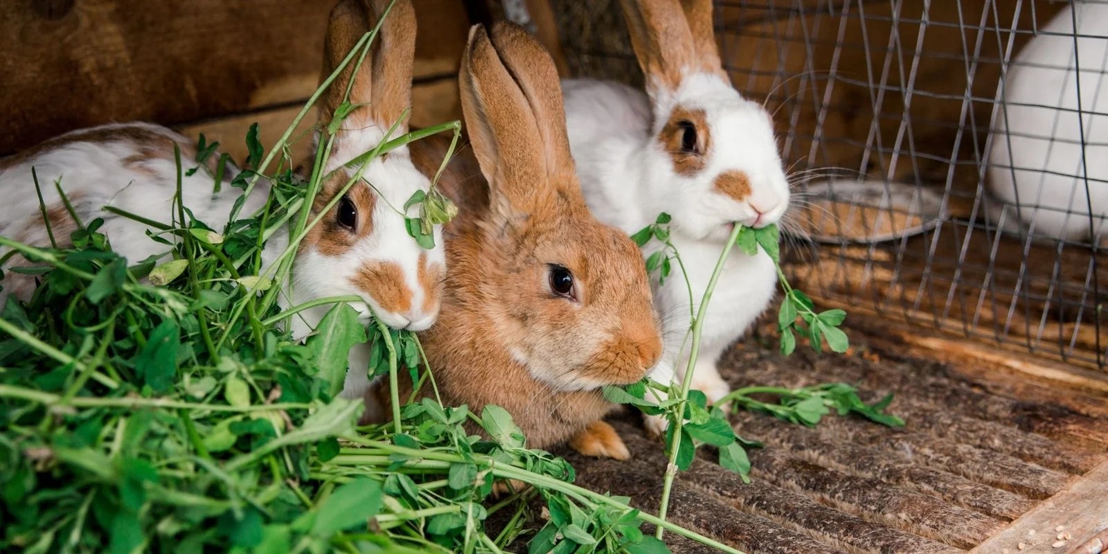 How To Care For A Rabbit Outdoors Top 7 Tips Rabbit Care Basics