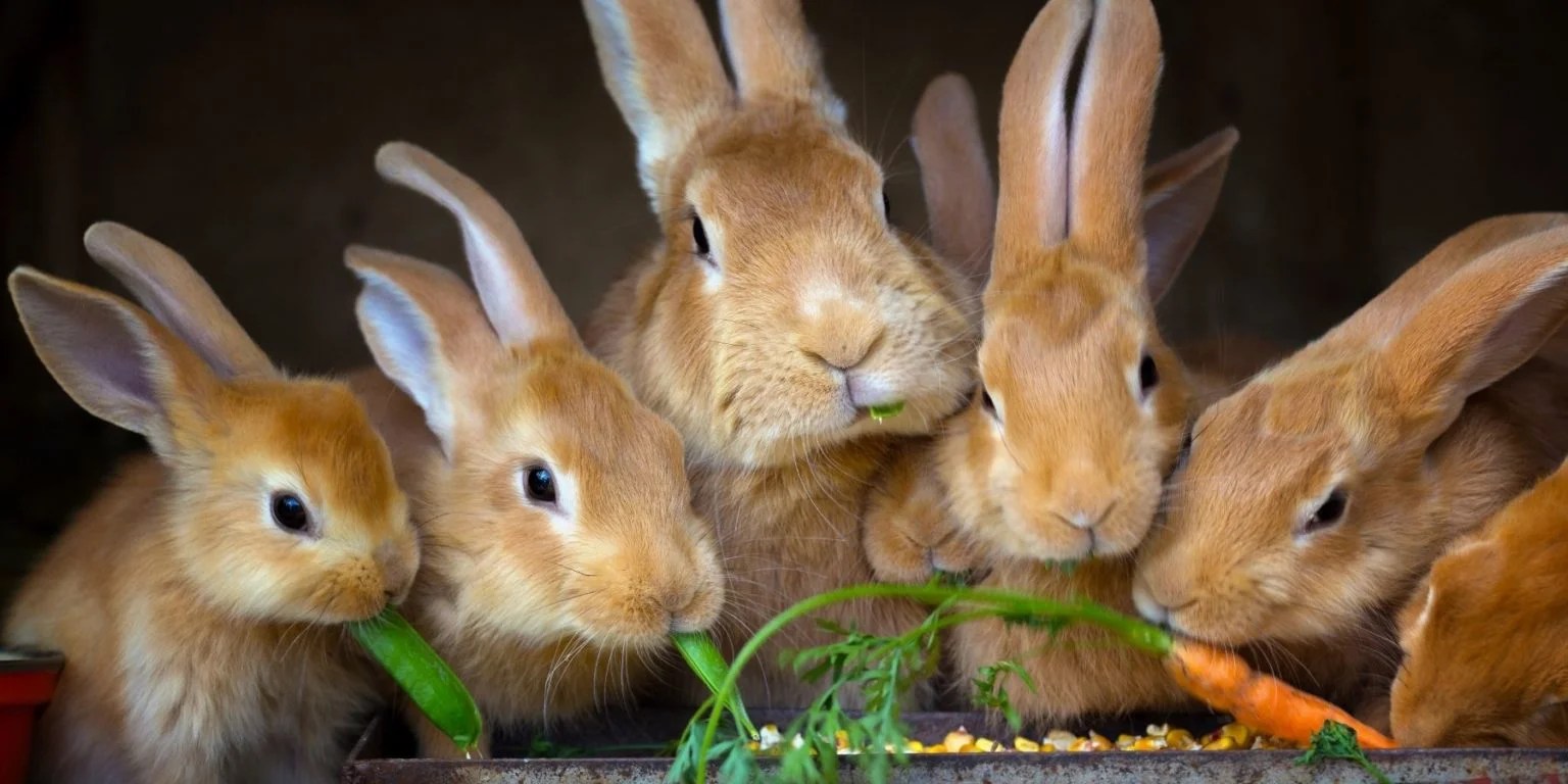 What Do Rabbits Eat In The Wild And As Pets? Rabbit Care Basics