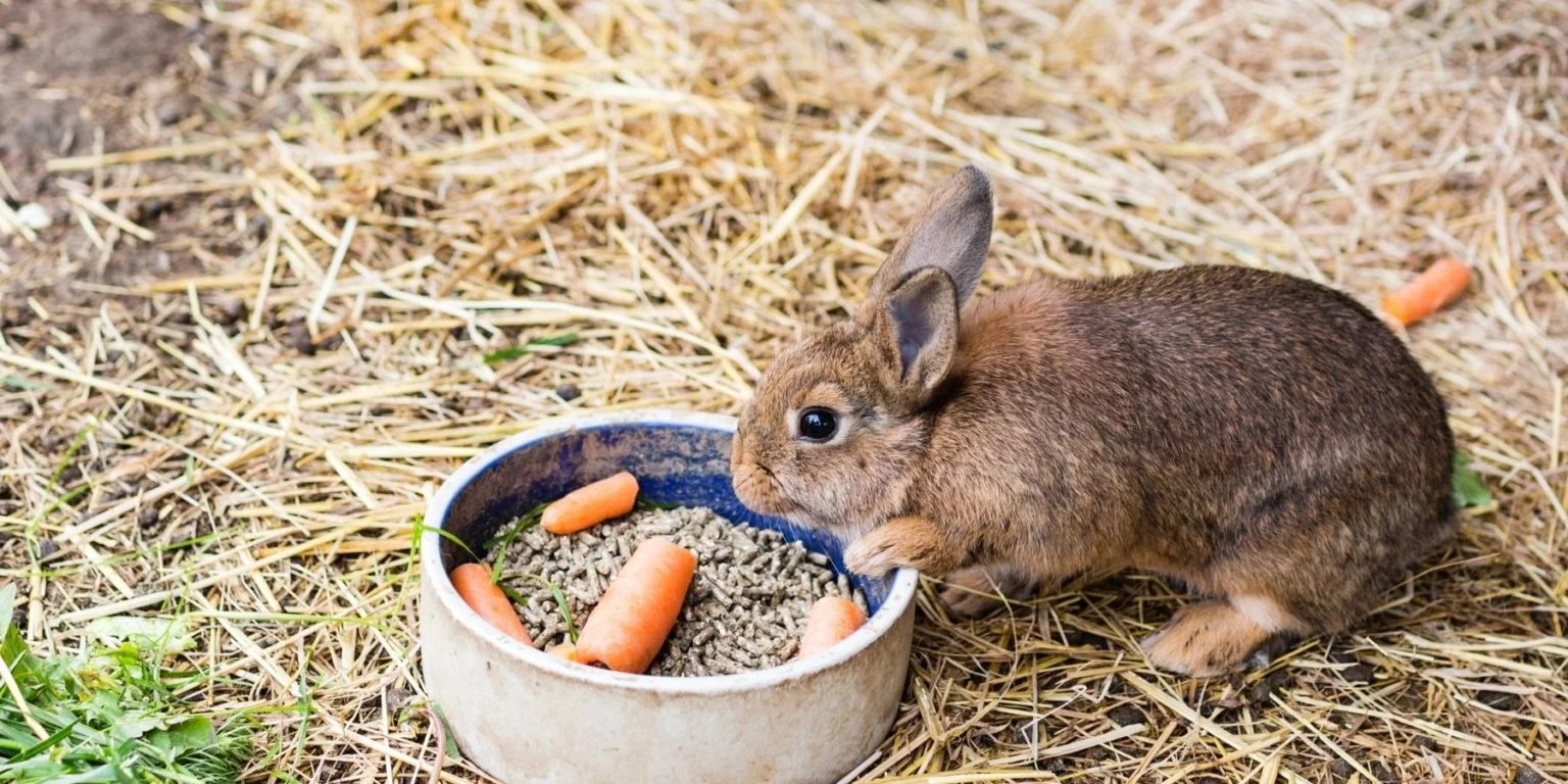 Choosing the Right Rabbit Food Bowls Feeding Solutions Rabbit Care