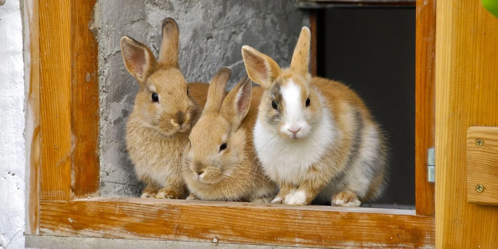 How Long Do Pet Rabbits Live? 4 Things To Consider Rabbit Care Basics