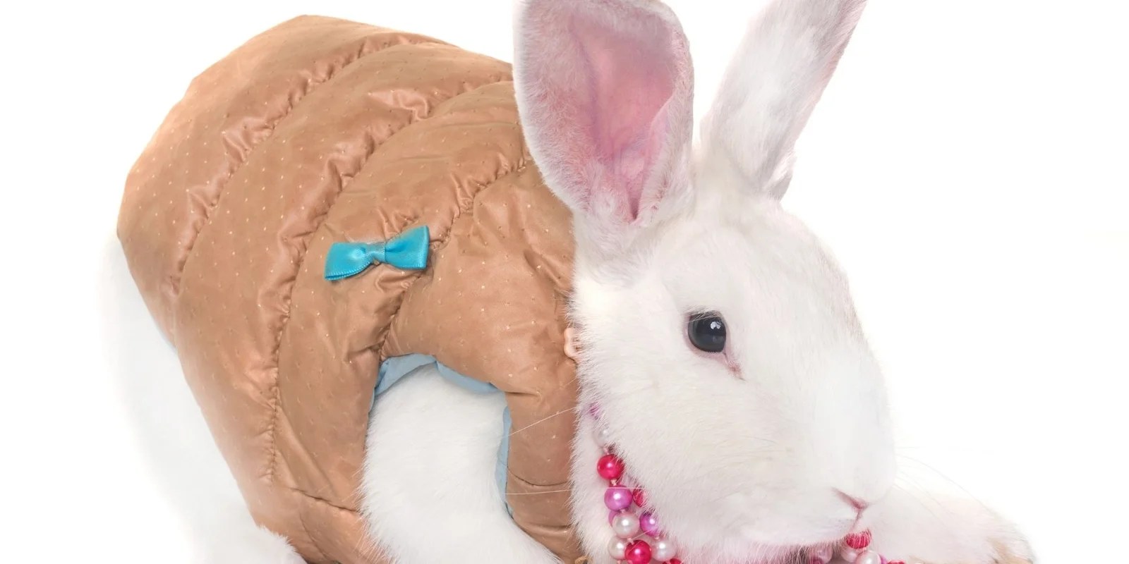 Can Bunnies Wear Collars Or Harnesses? 3 Things To Know Rabbit Care