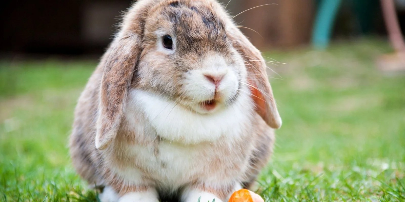 Rabbit Dewlap What Is It & Why They Have Them Rabbit Care Basics