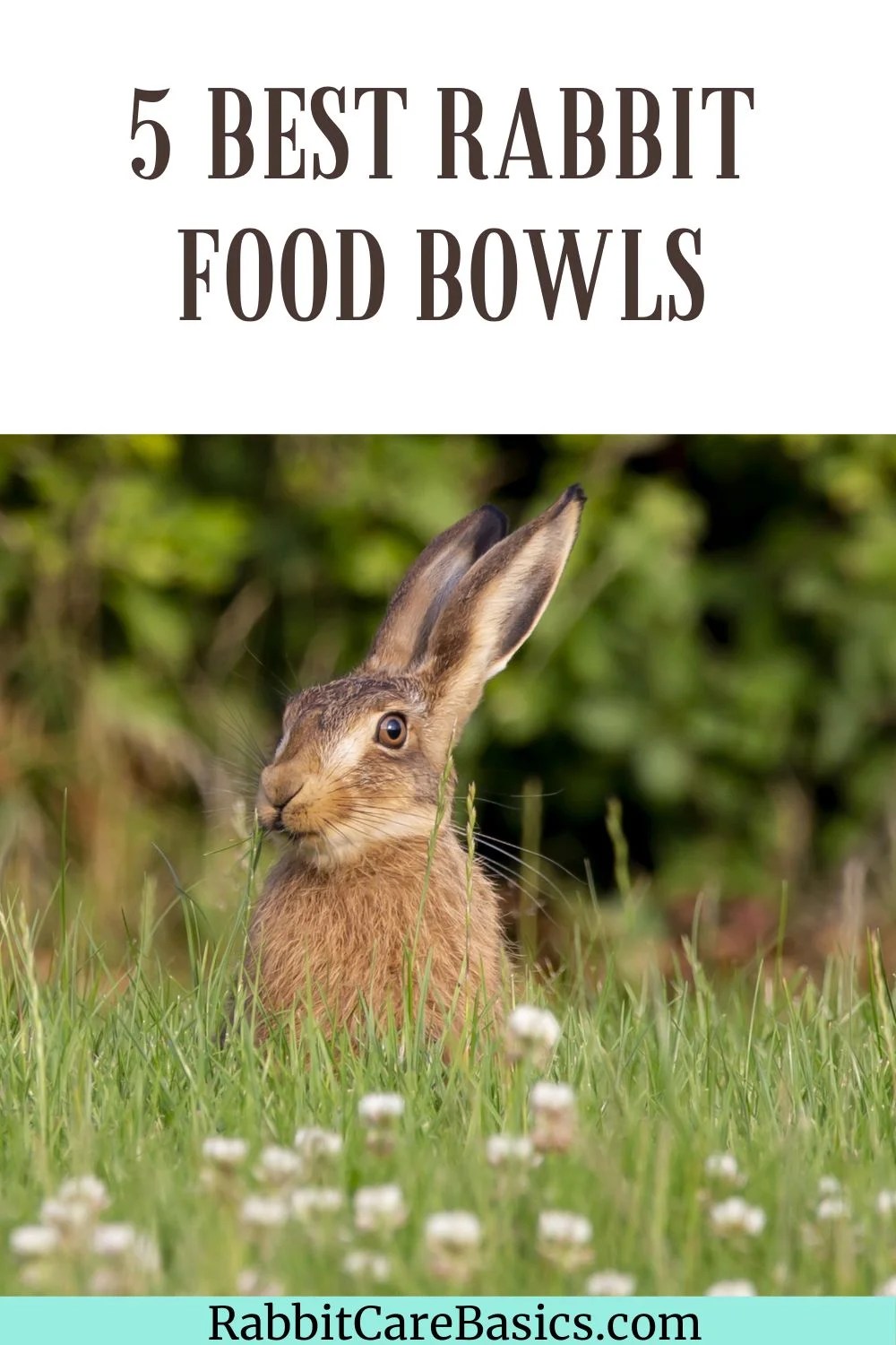 Choosing the Right Rabbit Food Bowls Feeding Solutions Rabbit Care