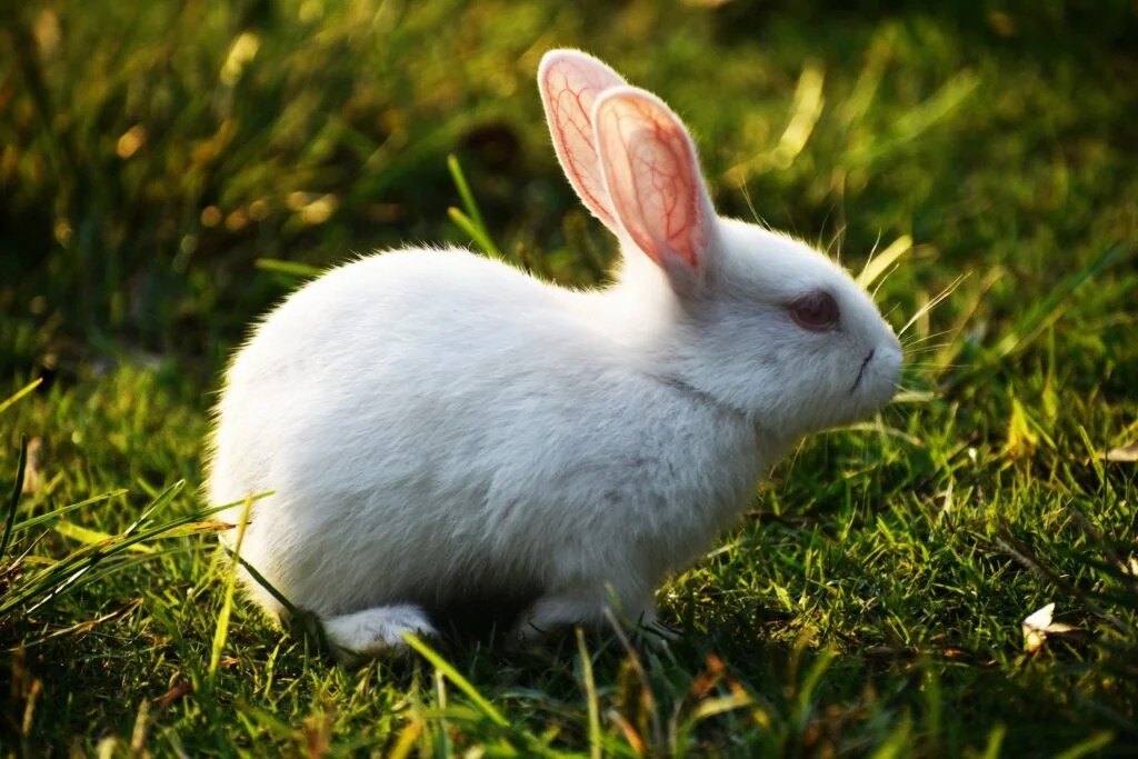 Do Rabbits Give Birth Days Apart? Understanding Rabbit Pregnancy