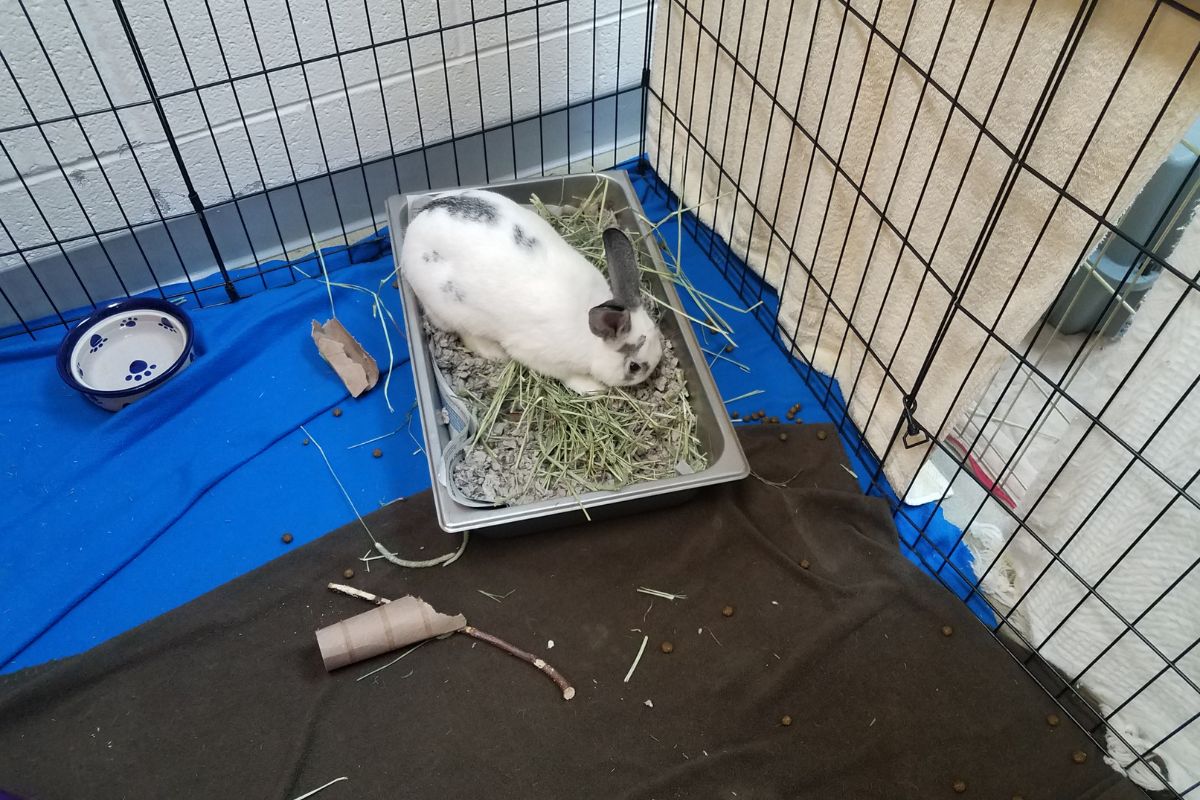 Safe Wood For Rabbits 9 Top ChewApproved Choices+What To Avoid