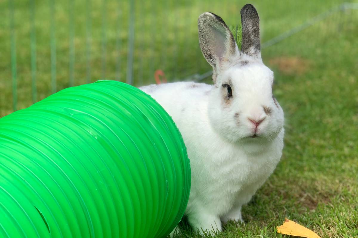 Signs Of Fear Or Anxiety In Rabbits With Causes & What To Do