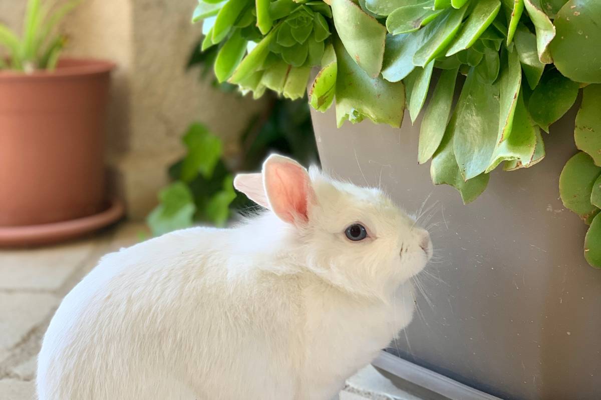 What Plants Are Toxic For Bunnies 30 Plants To Avoid