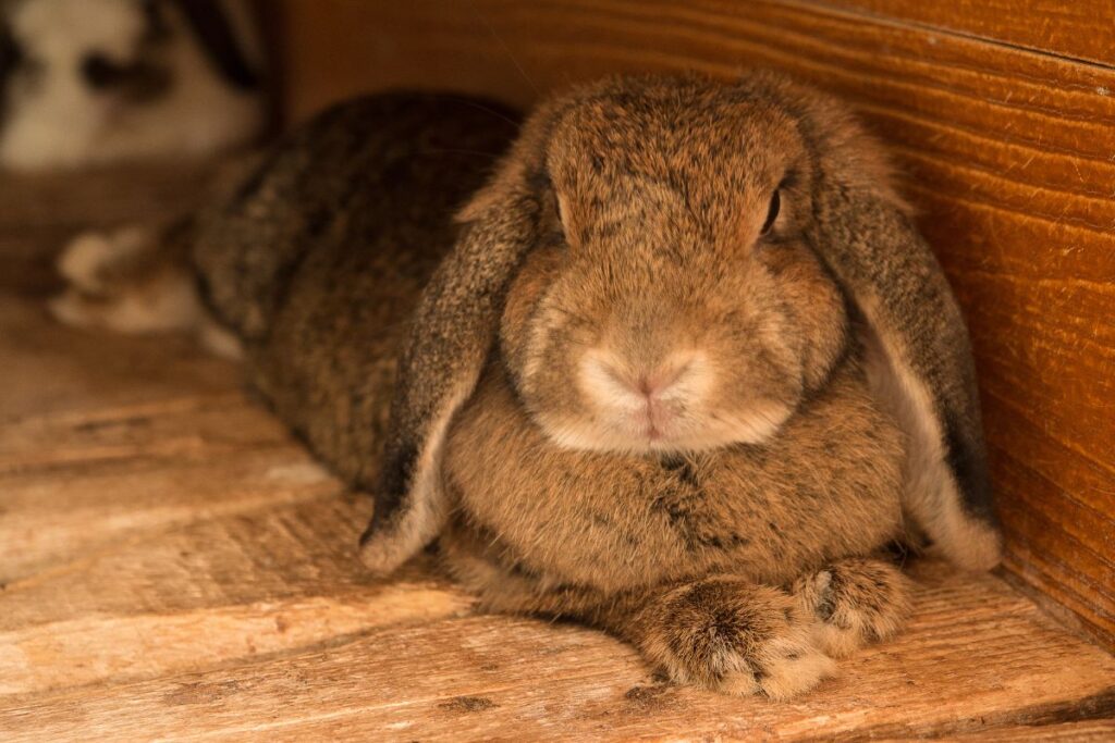How To Care For Elderly Rabbit Expert Tips For Optimal Health