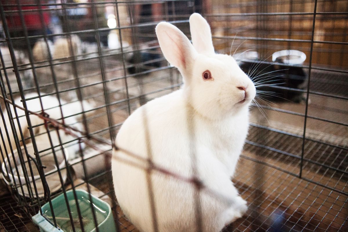 How Much Does A Rabbit Cost And Monthly Expenses For Bunny