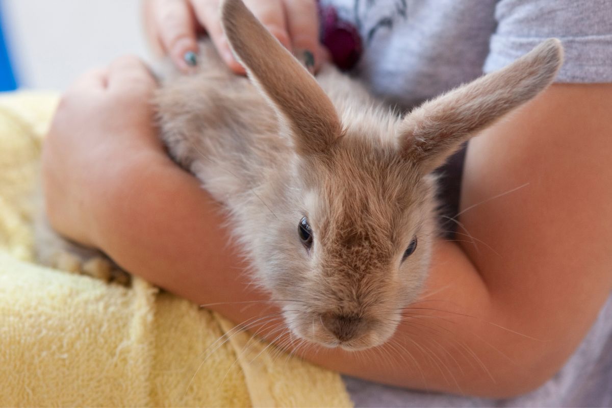 How Much Attention Does A Rabbit Need? Unveiling The Secrets Of Bunny