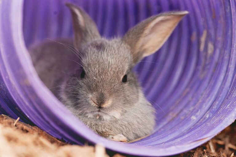 What Homemade Toys Can I Give My Rabbit? Top DIY Toy Ideas For Your