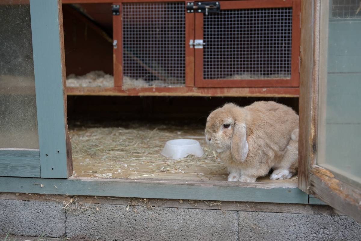 How To Know If Your Rabbit Is Sick Quick Tips For Pet Owners