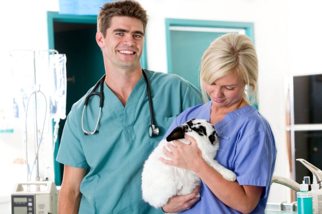 How To Care For A Rabbit PostNeuter/Spay Expert Tips & Guidance