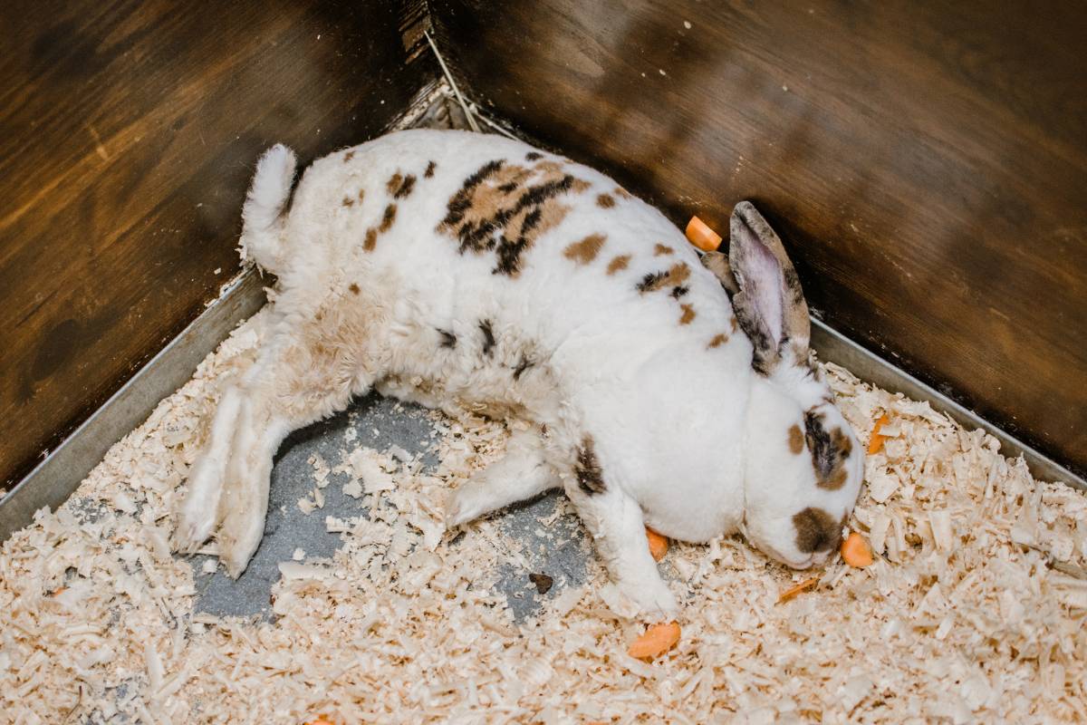 How Do I Know If My Rabbit Has GI Stasis? Key Signs And Prevention Tips