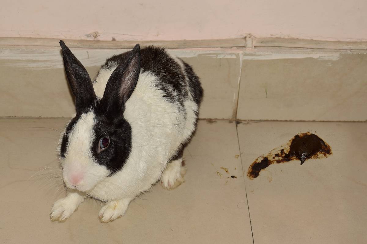 What Should My Rabbit's Poop Look Like? A Quick Guide To Bunny Poop »