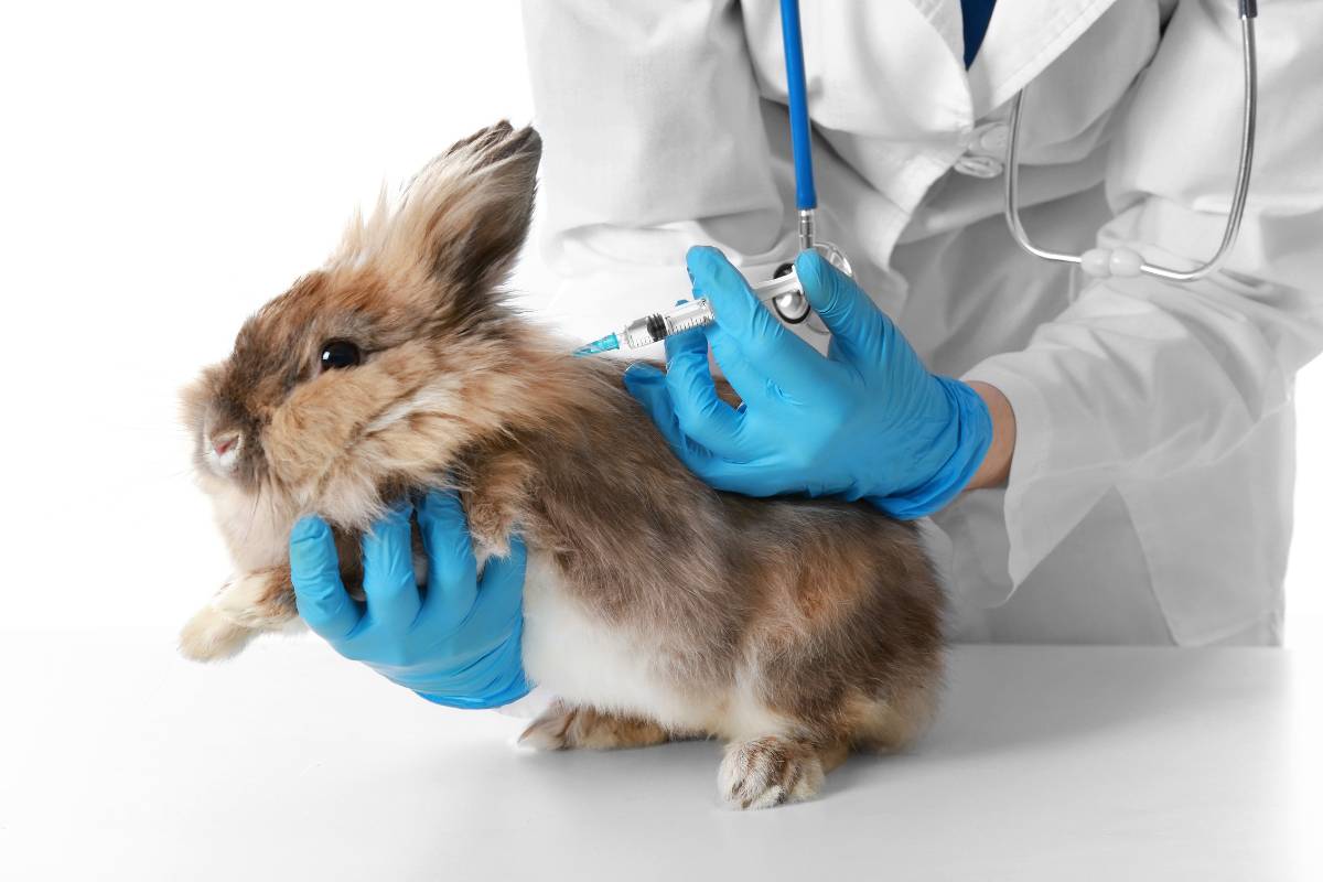 Do Wild Rabbits Carry Disease Harmful To Humans at Sara Ringgold blog
