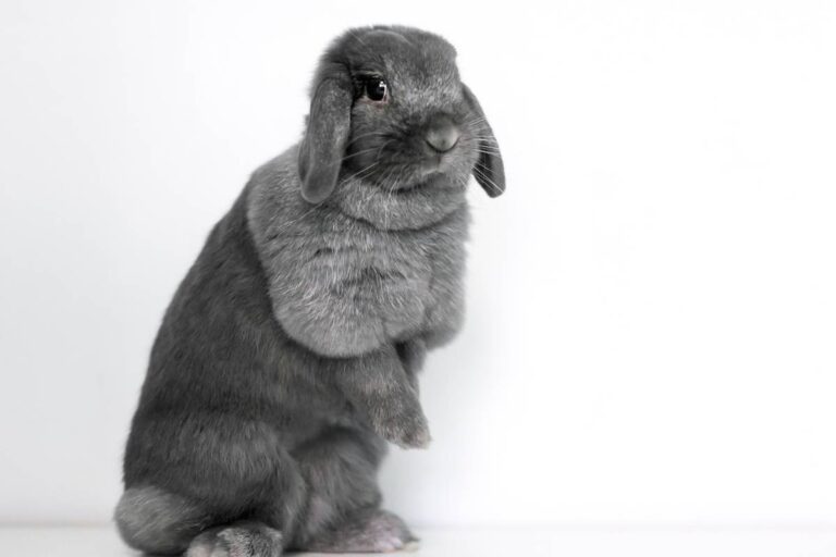 Understanding Rabbit Body Language An Illustrated Guide