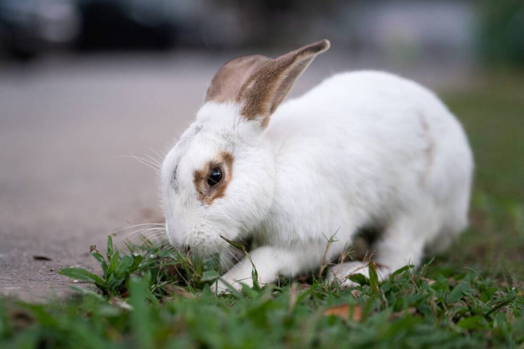 What Do Rabbit Ear Positions Mean? Unraveling The Secrets Of Bunny Body