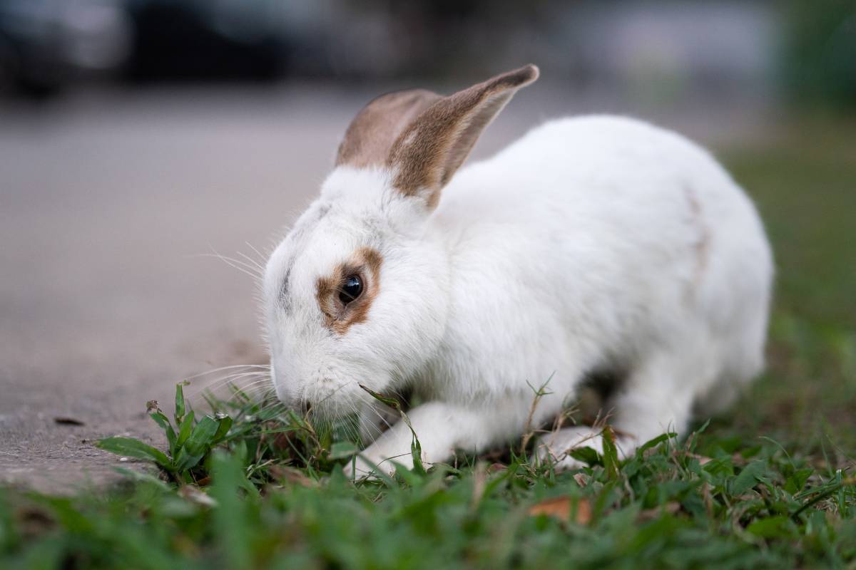 Is It Okay To Let Your Rabbit Eat Grass From Your Yard? Pros And Cons