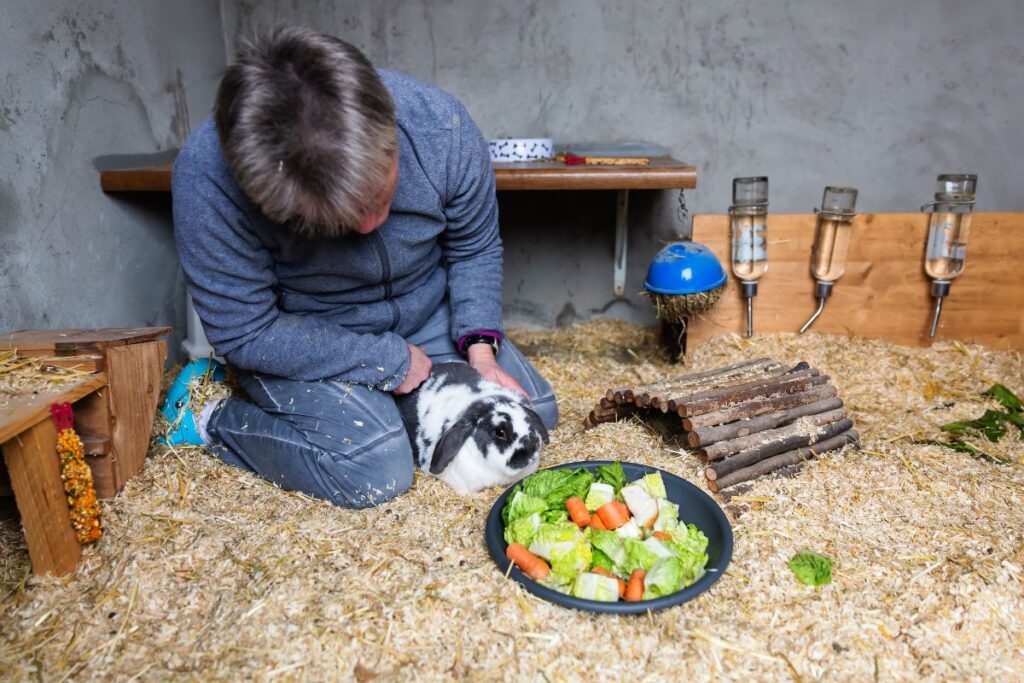 What To Do If Your Rabbit Stops Eating Vet's Insight