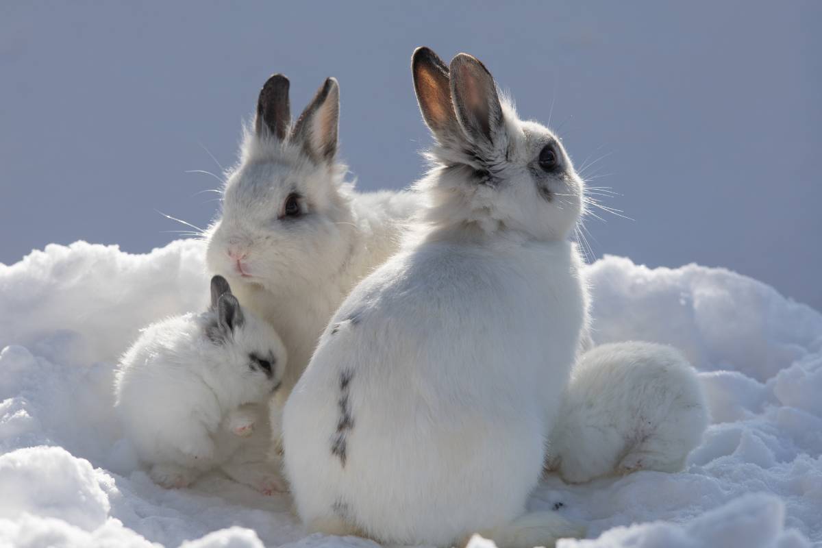 Do Rabbits Hibernate Or Migrate? Winter Behavior Explained! »