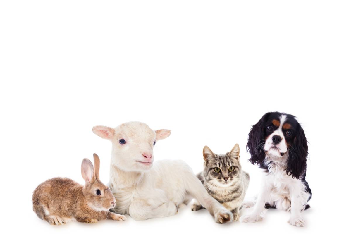 Can Rabbits Get Along With Other Pets? (Cats, Dogs, Birds & Small Pets