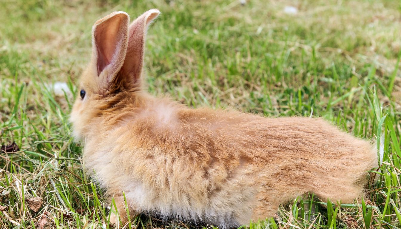 Why Do Rabbits Run Circles Around Your Feet? »