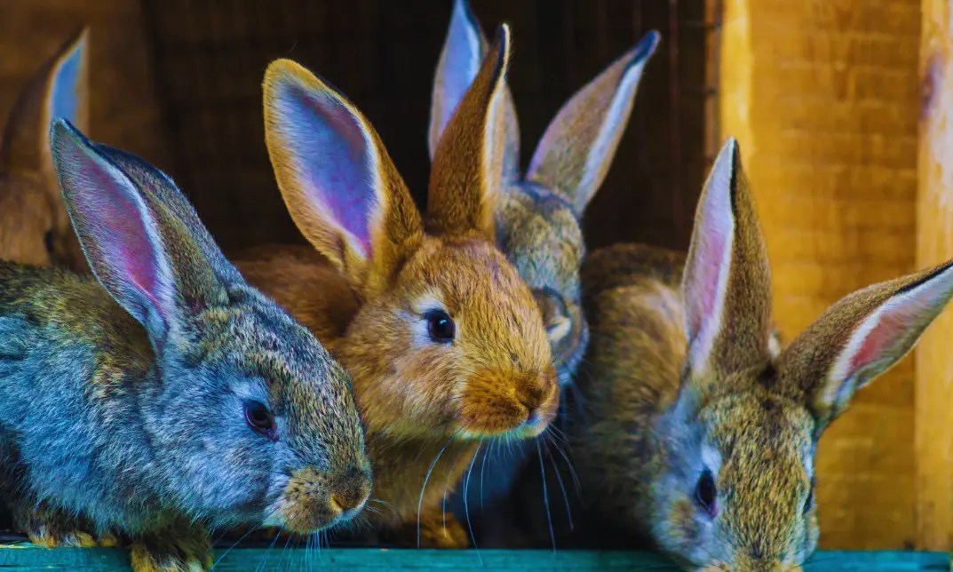 Large Rabbit Breeds Remarkable Gentle Giants of the Pet World