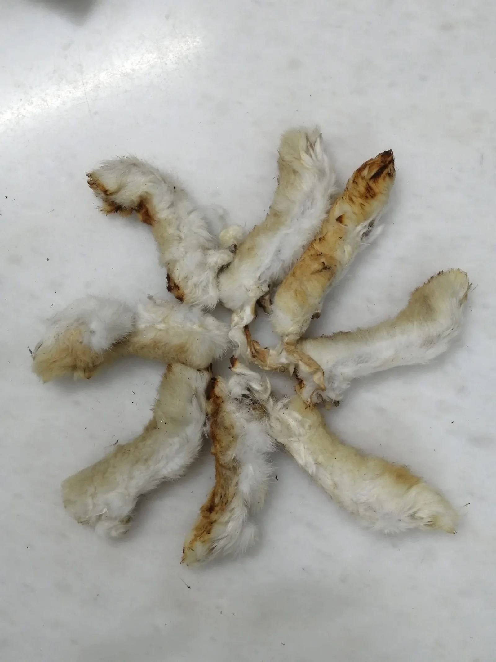 Dehydrated Furry Rabbit Feet (Back Only) Dog Treats and Chews