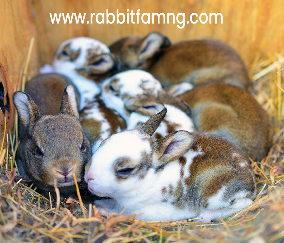 How to know when your rabbit is about to kindle, deliver or give birth